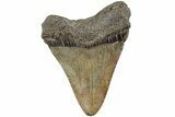 Serrated, Fossil Megalodon Tooth - South Carolina #234092-1